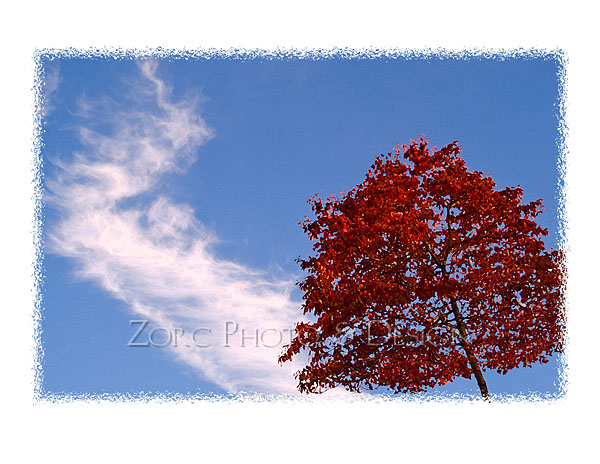 Fall_B