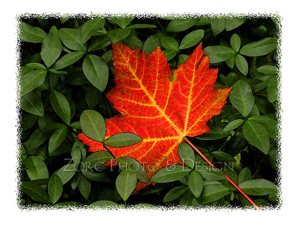 Fall_F