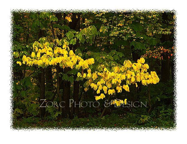 Fall_L