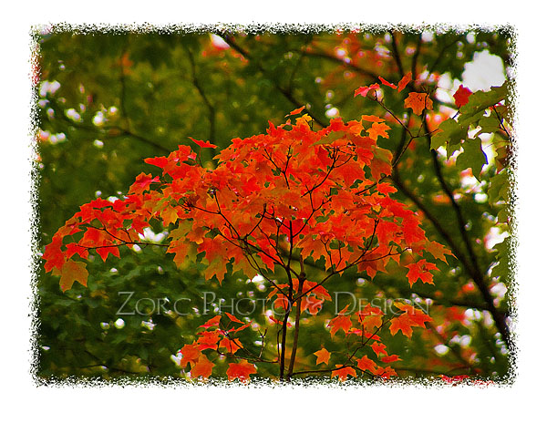 Fall_Q