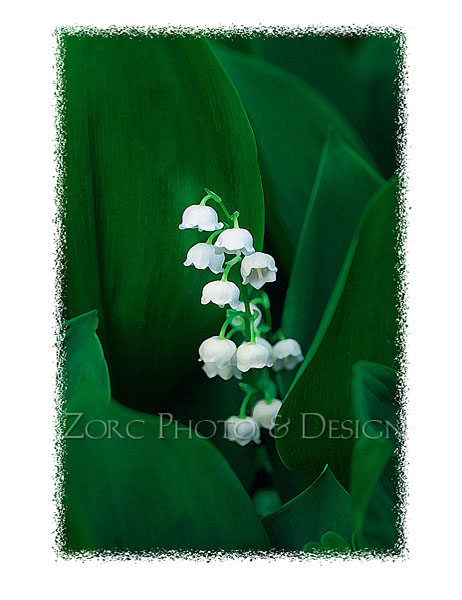 Spring_D