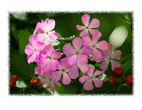 Spring_J