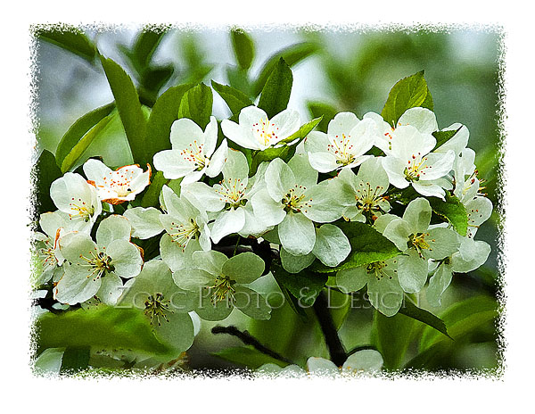 Spring_Q