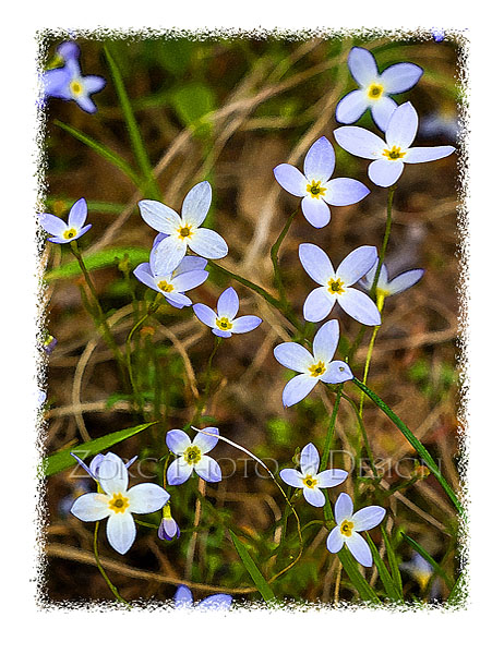 Spring_T