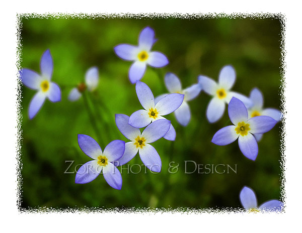 Spring_U