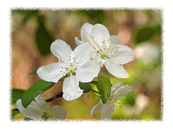 Spring_V