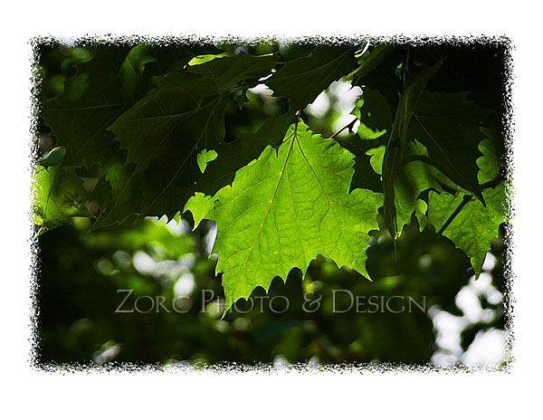 Summer_I