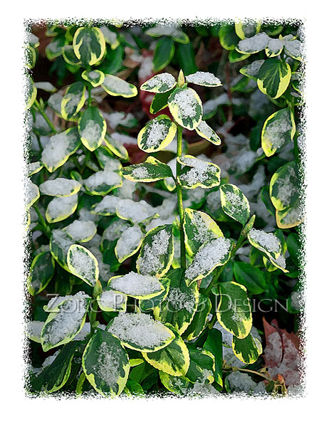 Winter_B