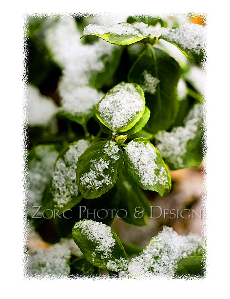 Winter_E