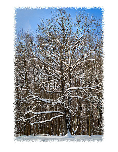 Winter_F
